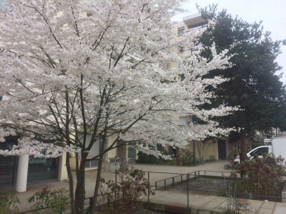 Boutons de fleurs sur l’avenue, le long du petit ru artificiel en ce jour du printemps. Cliche JL mars 2019
