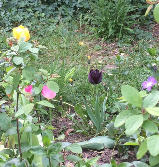 Clin d’oeil au roman d’Alexandre Dumas, une tulipe noire qui annonce le printemps avenue des Combattants. Cliché JL avril 2019